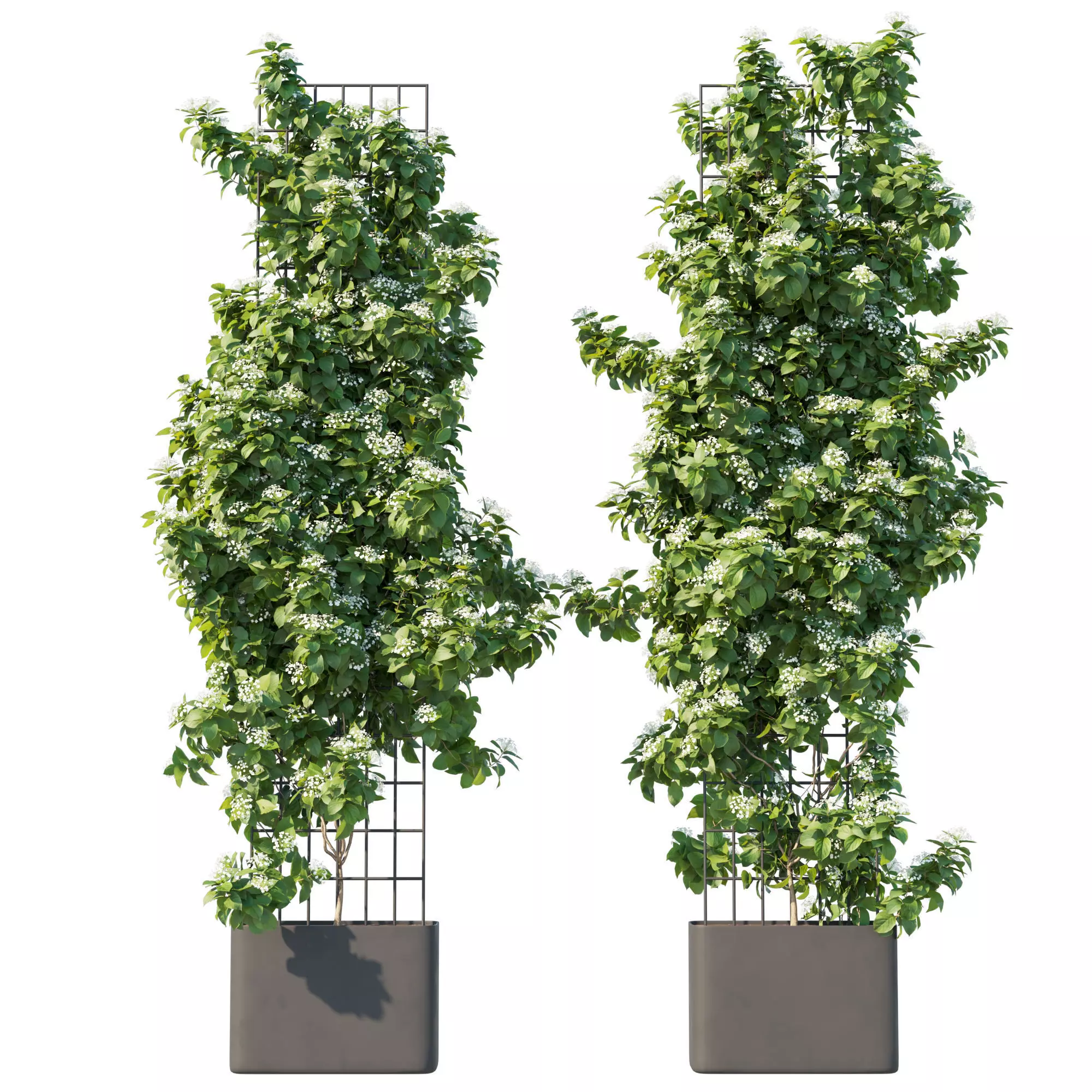 Climbing Hydrangea 02 3D model