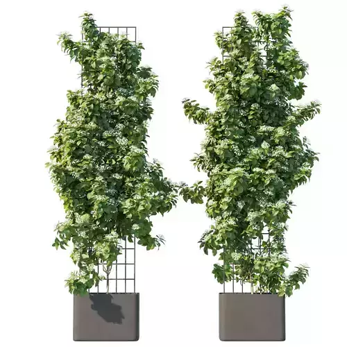 Climbing Hydrangea 02