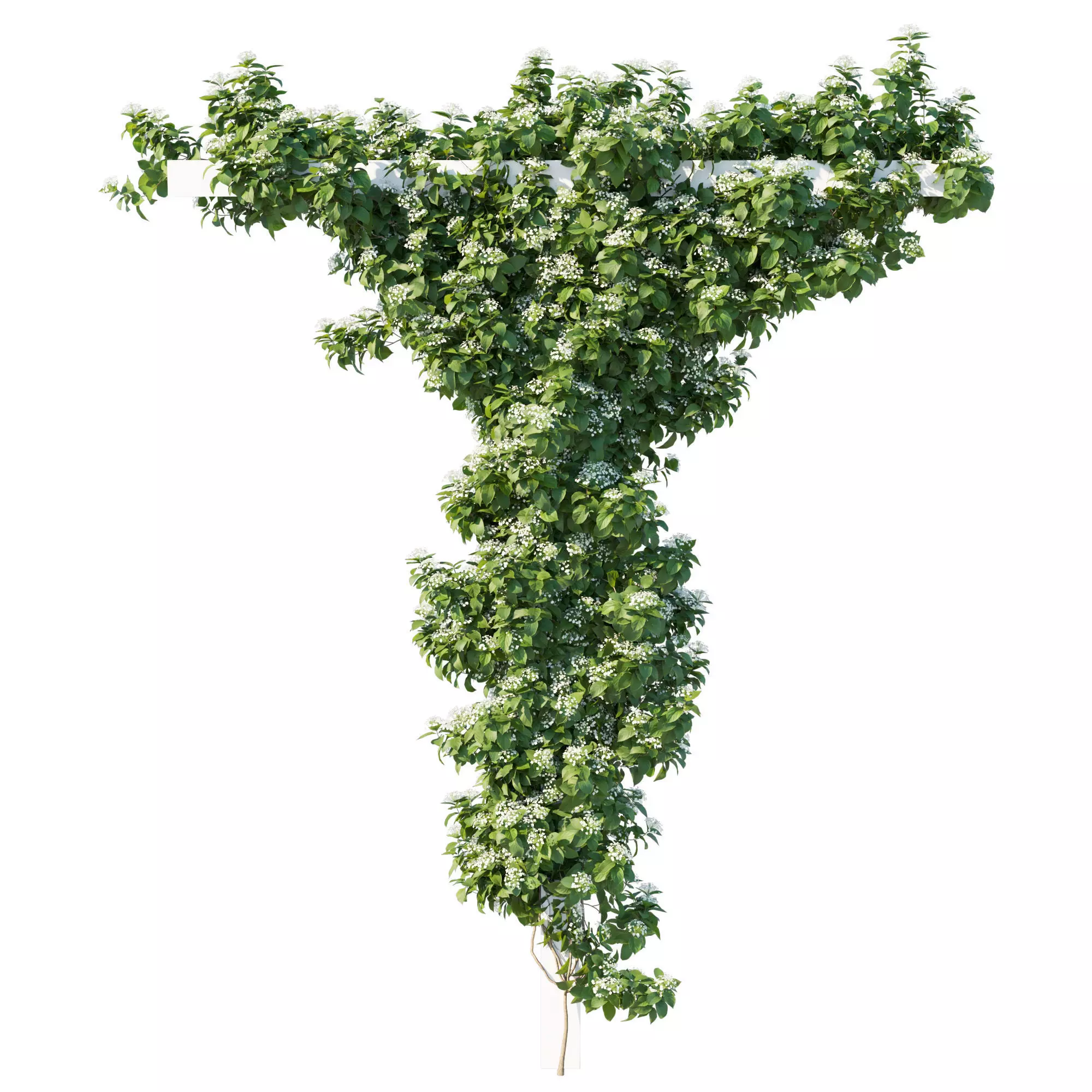 Climbing Hydrangea 03 3D model
