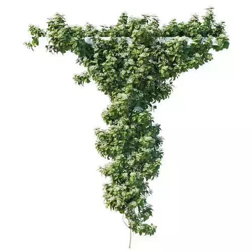 Climbing Hydrangea 03