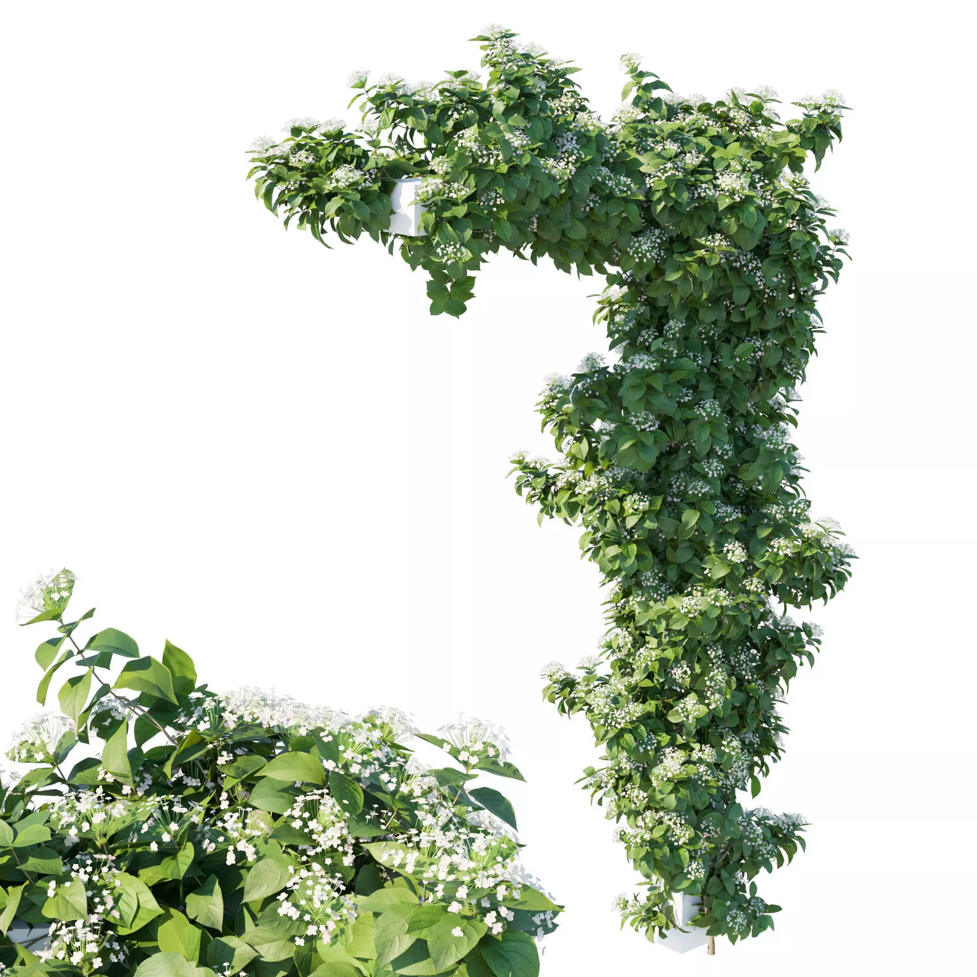 Climbing Hydrangea 05 3D model