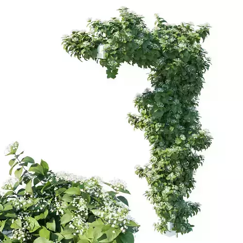 Climbing Hydrangea 05