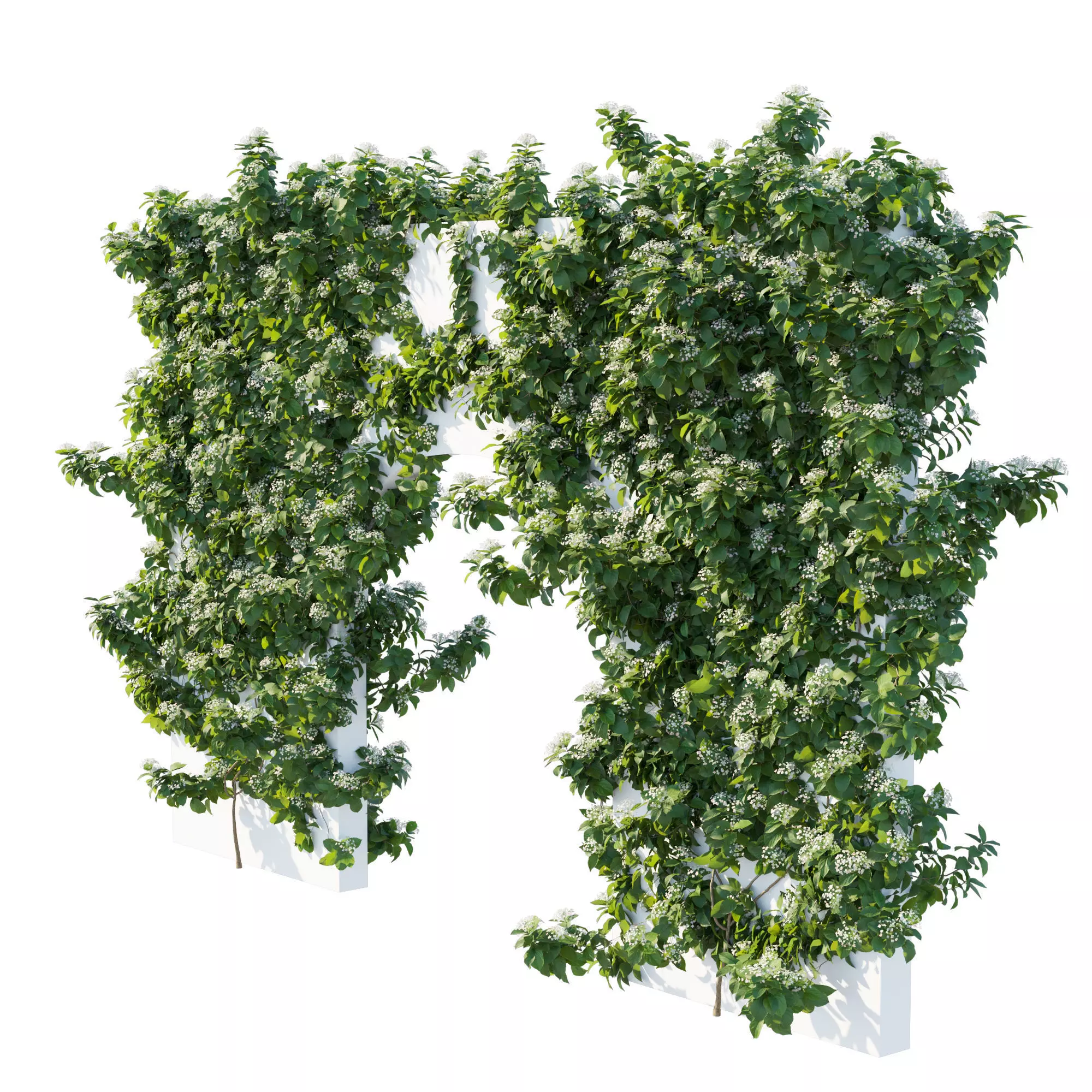 Climbing Hydrangea 04 3D model