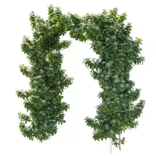 Campsis Grandiflora 06