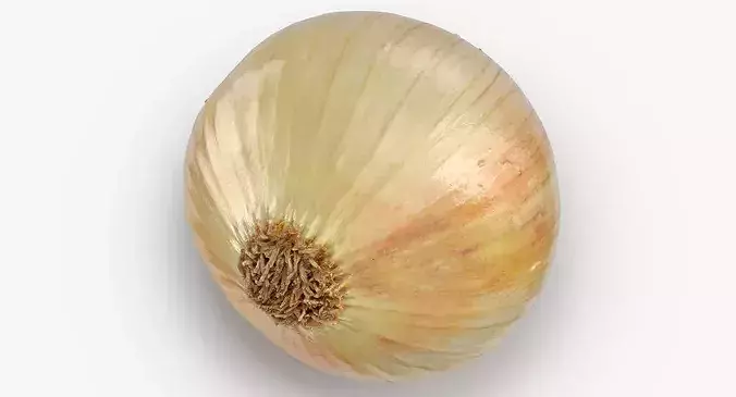 Onion Yellow 02 3D model 6