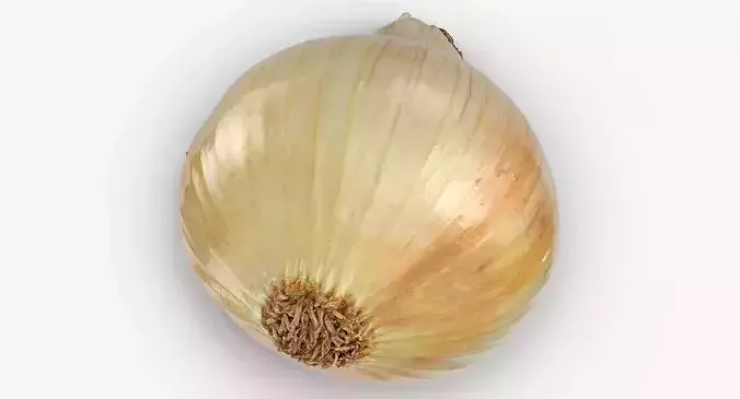 Onion Yellow 02 3D model 4