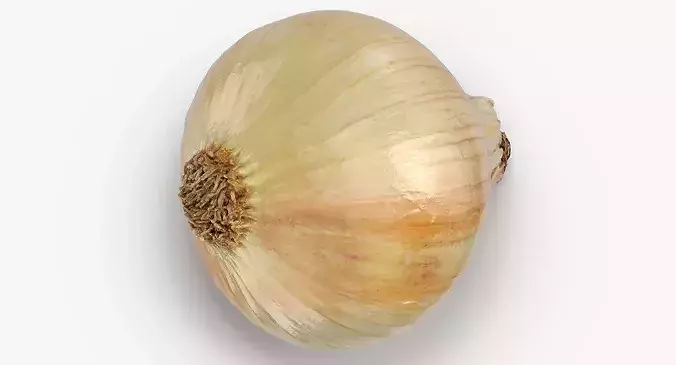 Onion Yellow 02 3D model 2