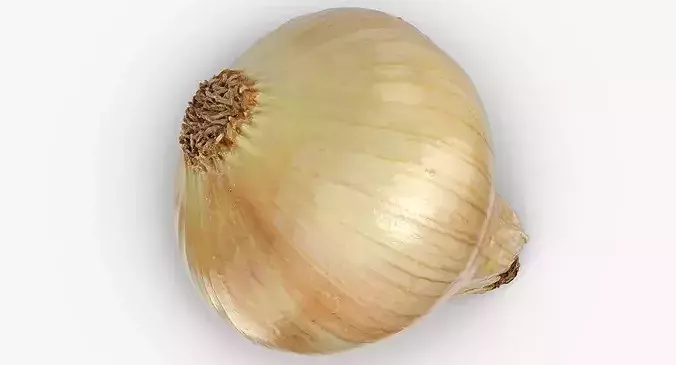 Onion Yellow 02 3D model 5