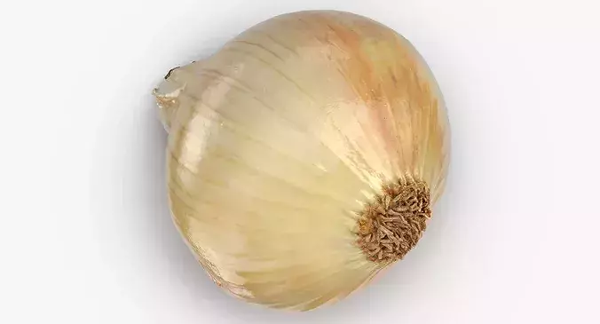 Onion Yellow 02 3D model 3
