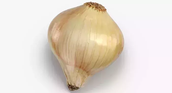 Onion Yellow 02 3D model 7