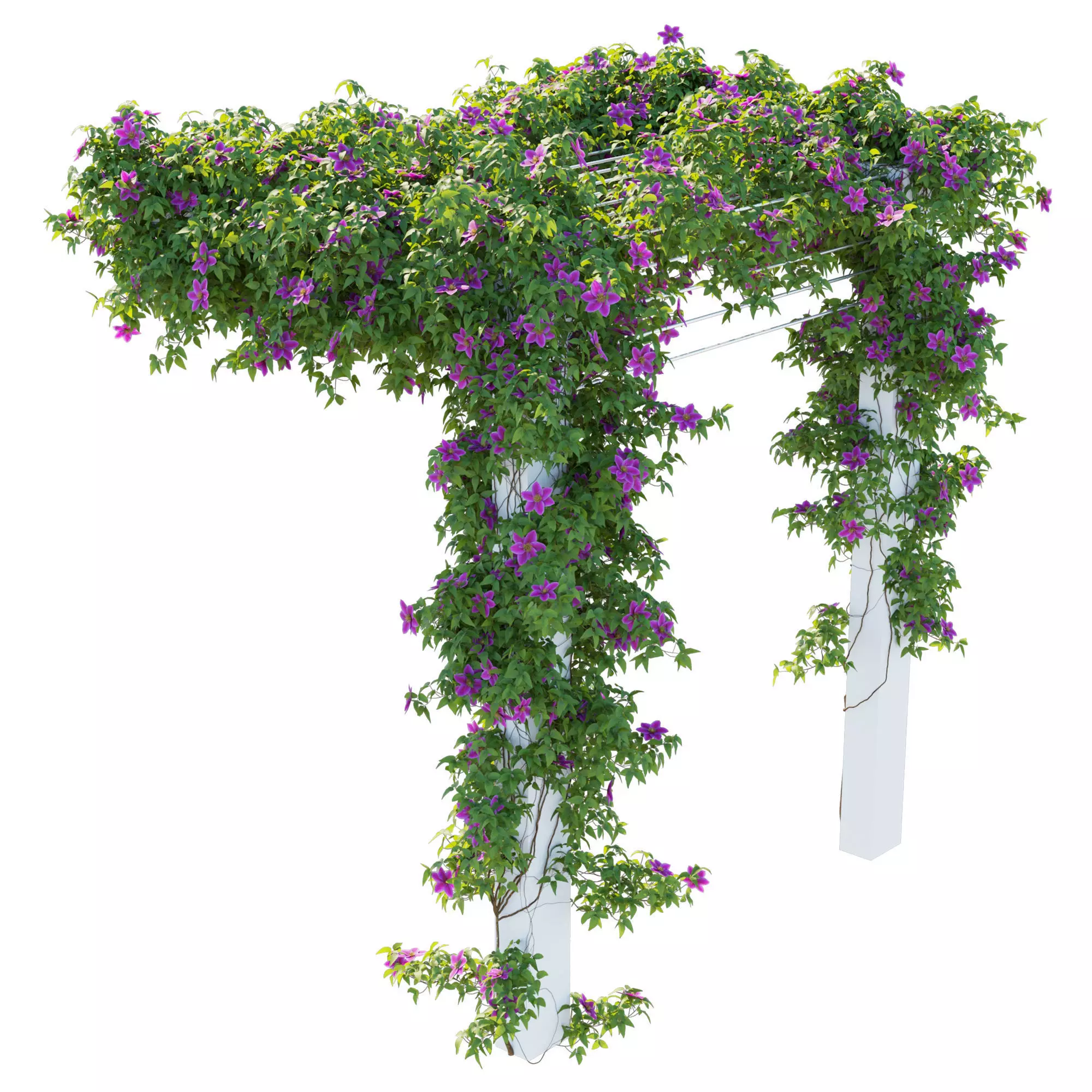 Clematis Vines 3D model