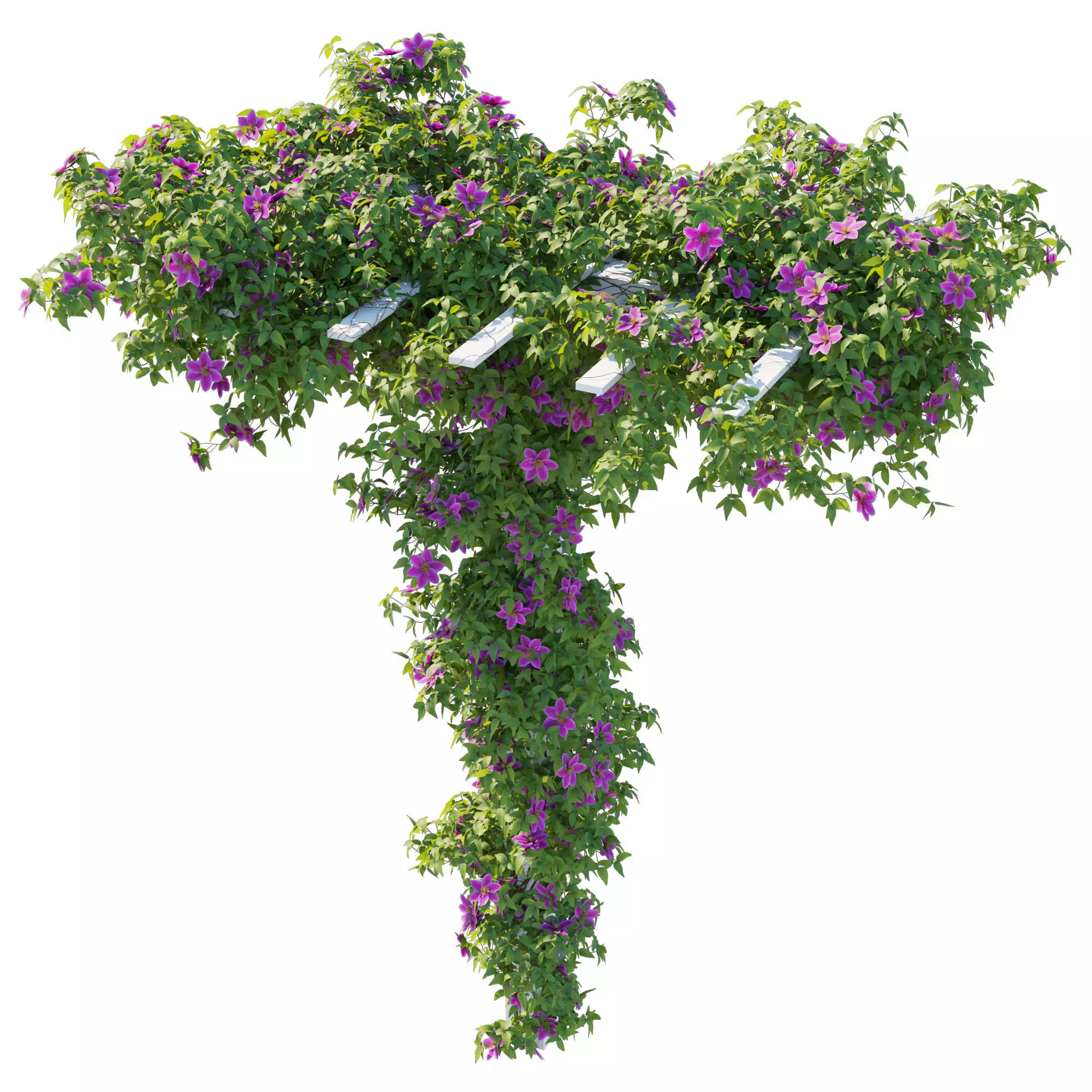 Clematis Vines 02 3D model