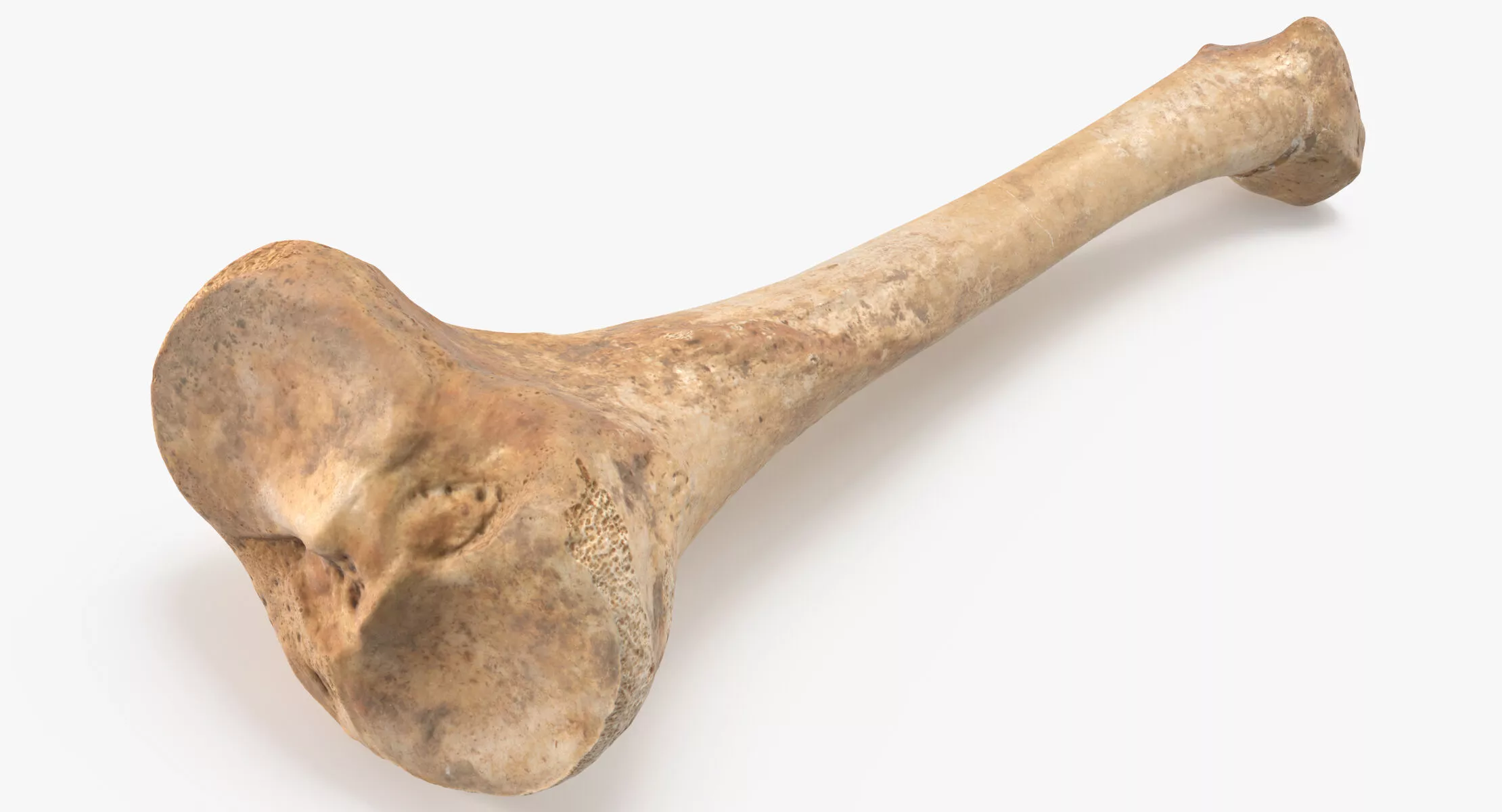 Real Human Tibia Bone 01 3D model