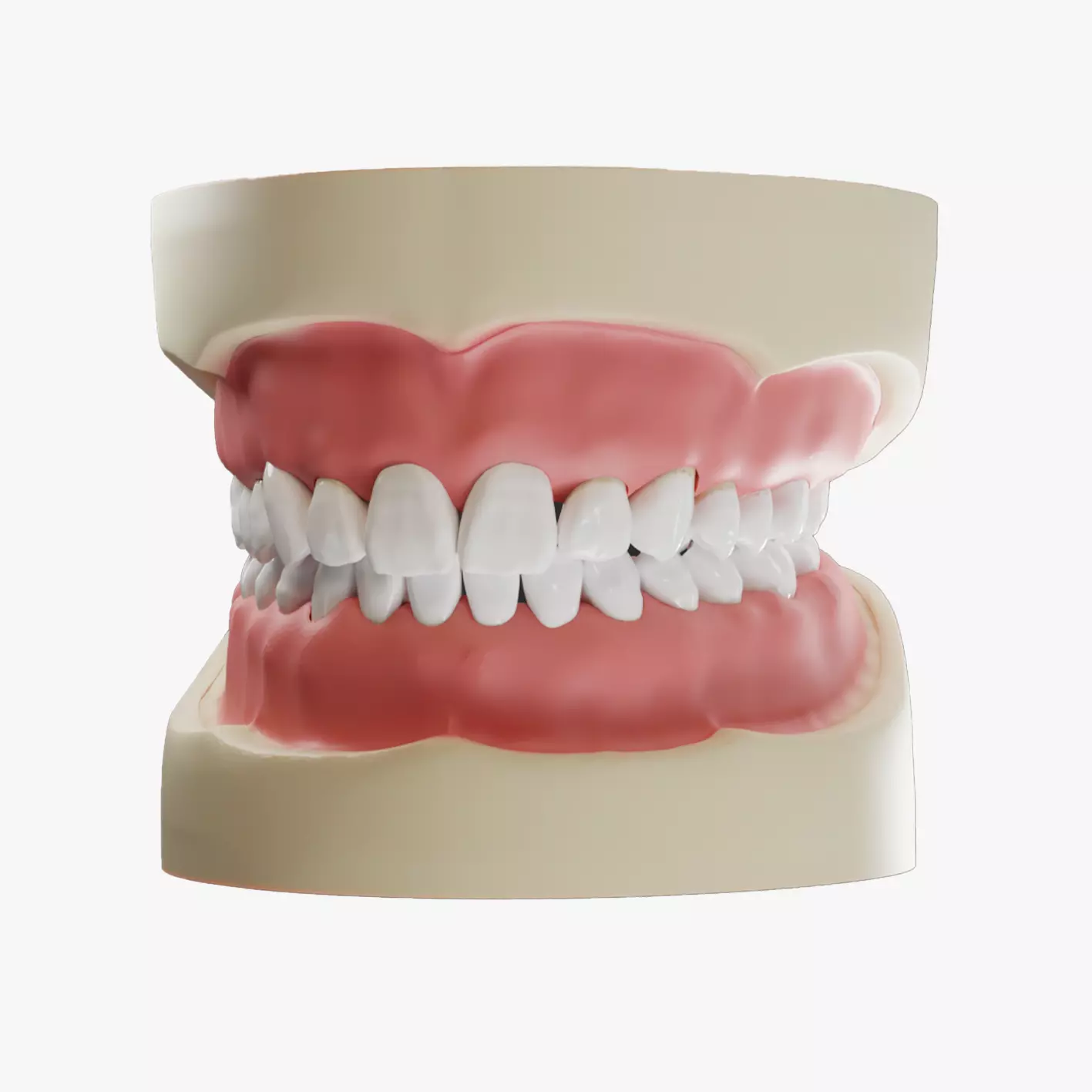 Realistic Human Teeth Upper and Lower Jaw 3D model