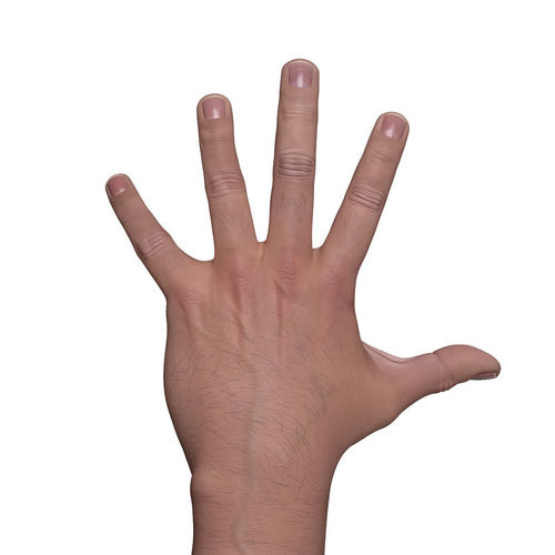 Male arms 3D model