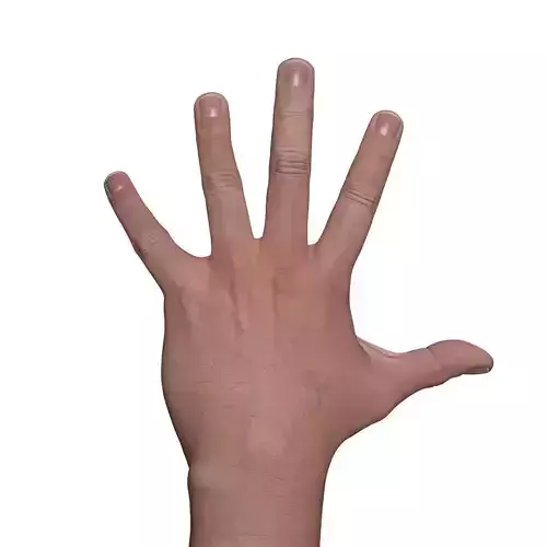 Male arms 3D model
