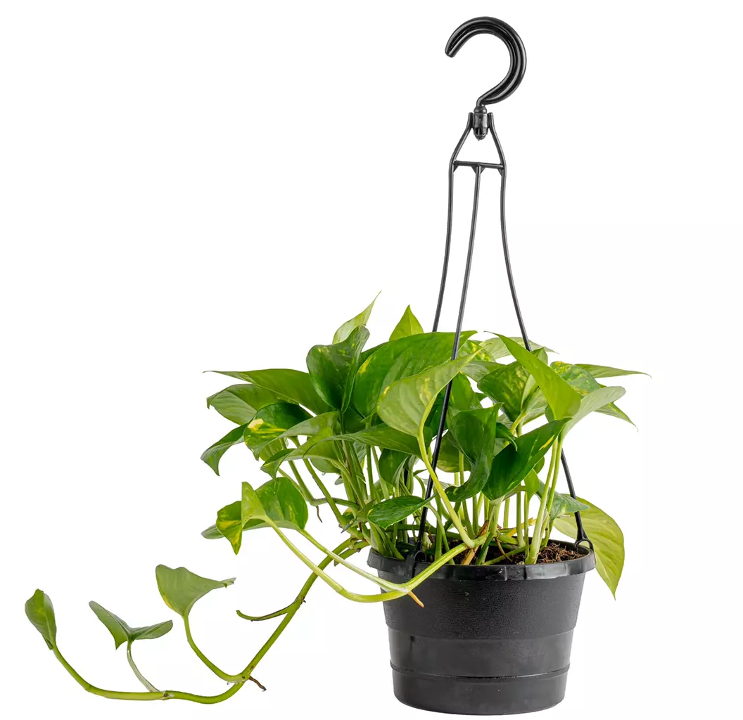 Realistic Indoor Potted Plant 3D Model Low-poly 3D model