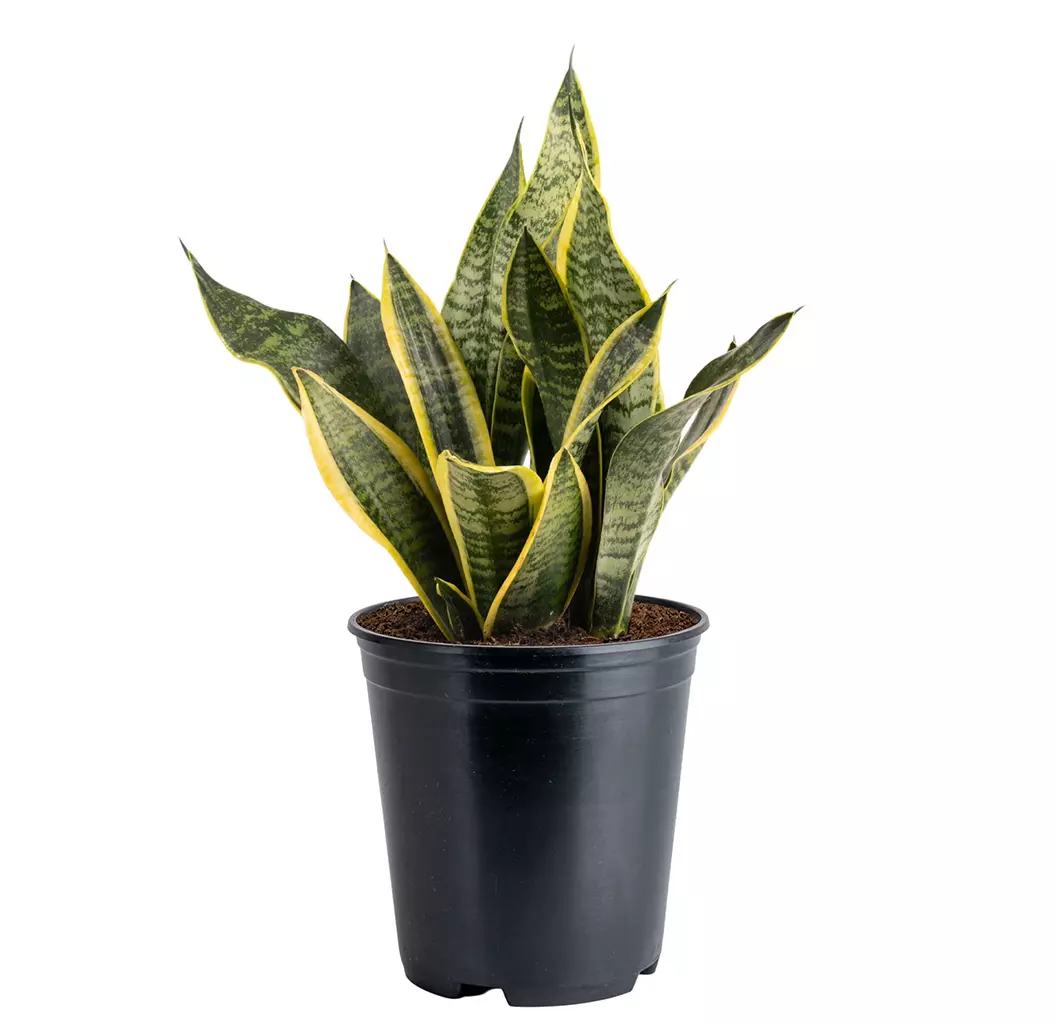 Realistic Indoor Potted Plant 3D Model Low-poly 3D model
