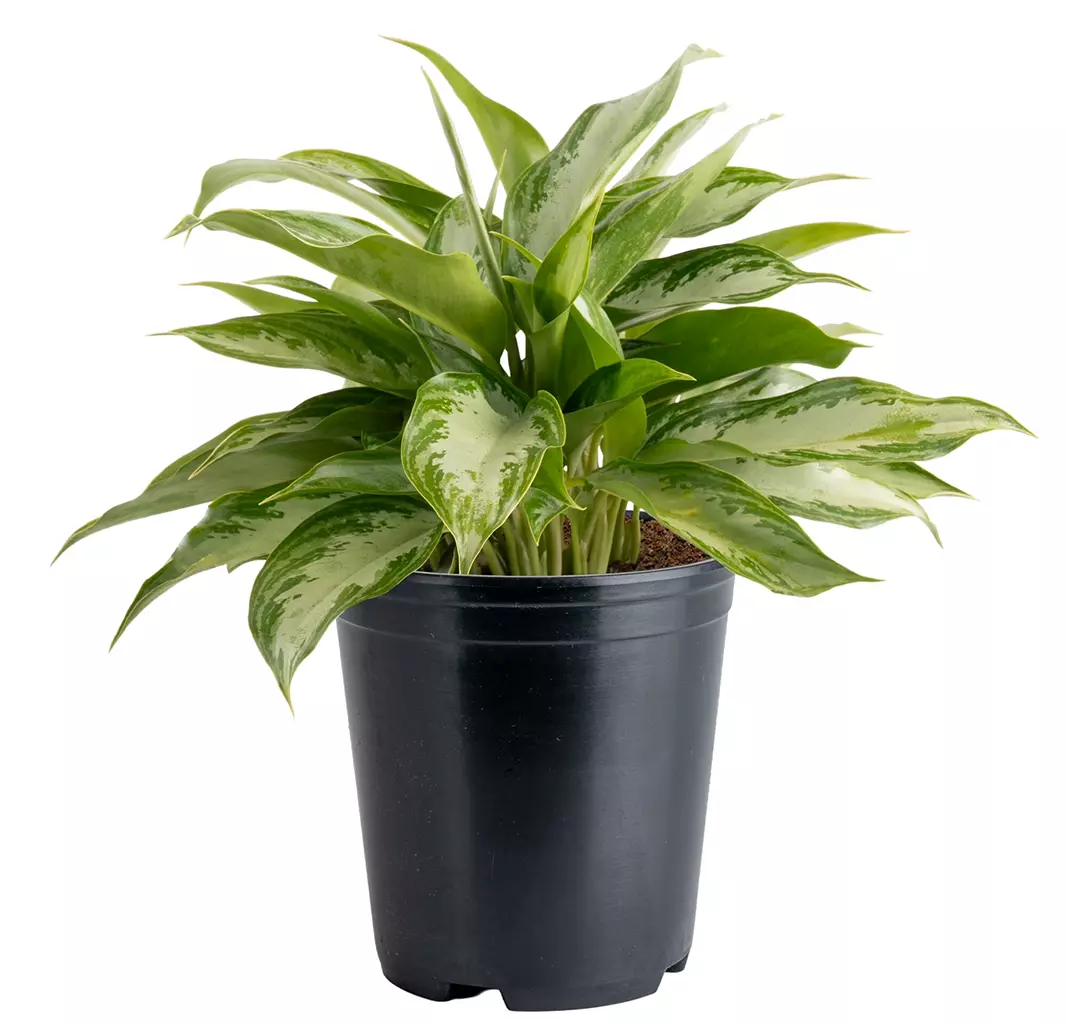 Realistic Indoor Potted Plant 3D Model 05 Low-poly 3D model