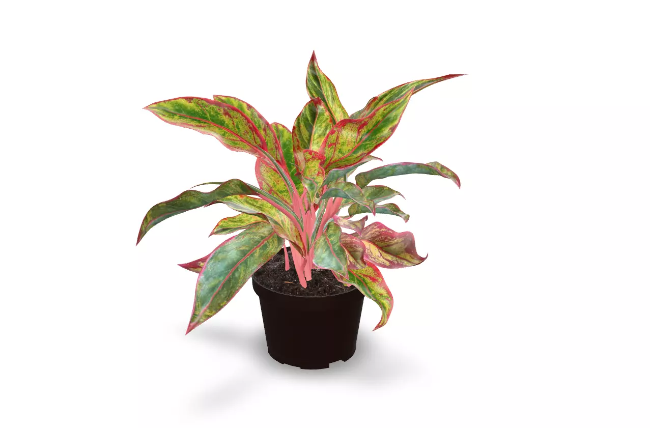 Realistic Indoor Potted Plant 3D Model 06 Low-poly 3D model