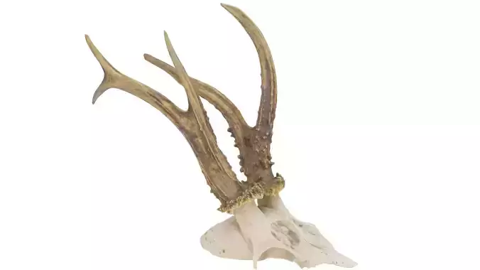 Animal Skull - High and Low Poly versions Low-poly 3D model