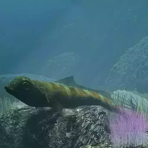 Tripterygion Fish Rigged Low-poly 3D model