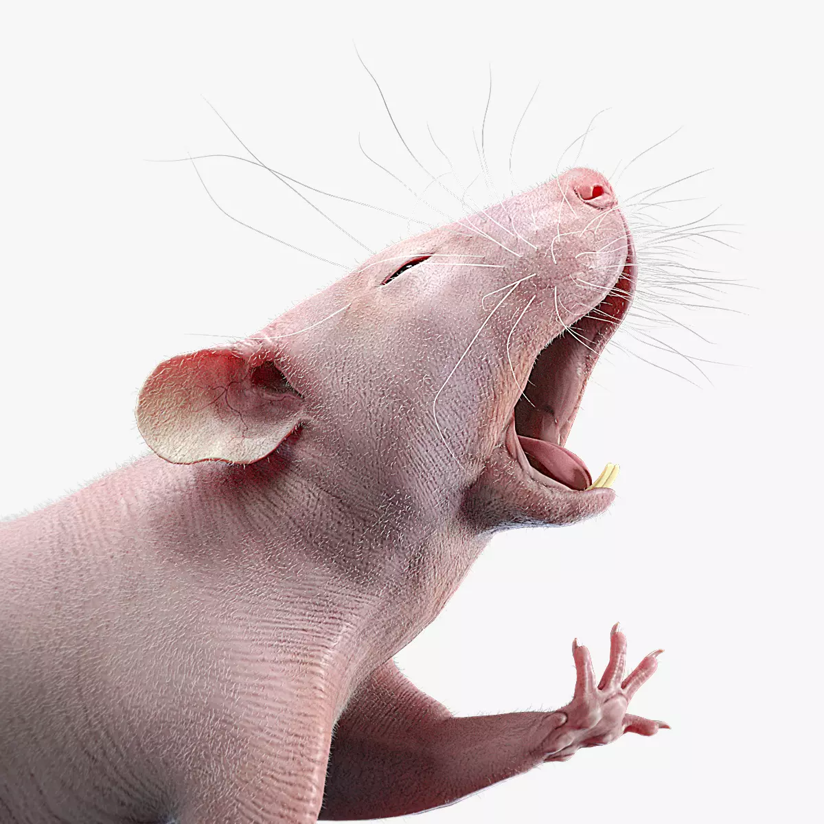 Rat Hairless Rigged 3D model
