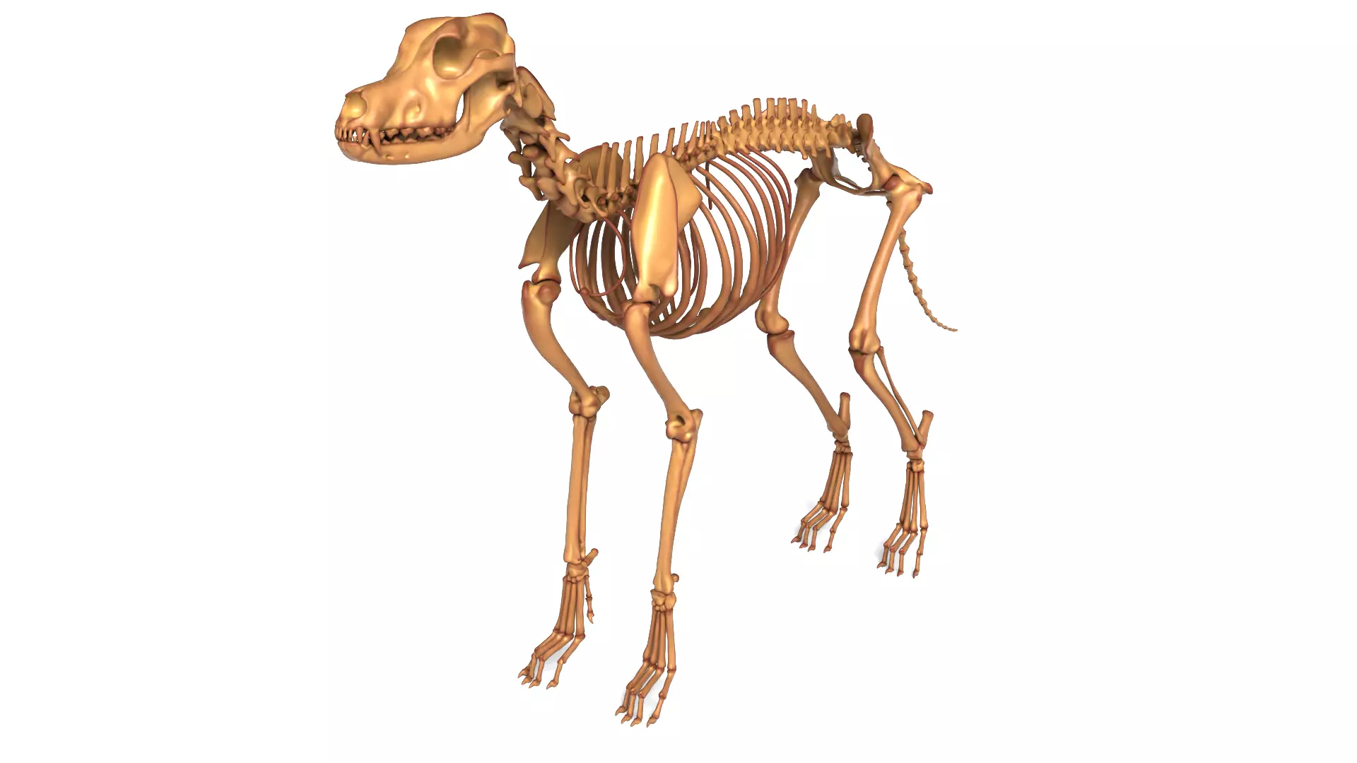 Realistic Dog Skeleton 3D model