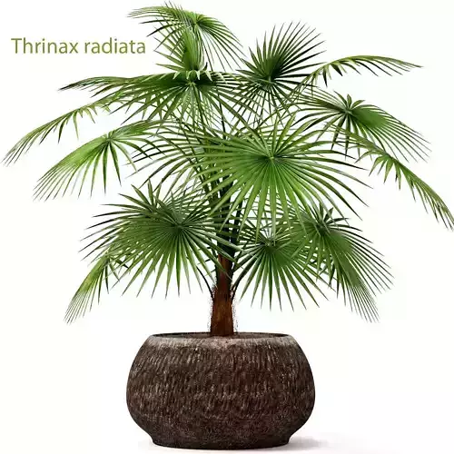 Palm Thrinax radiata