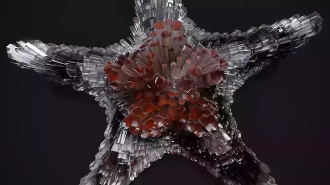 Shell Nerve Crystals 17