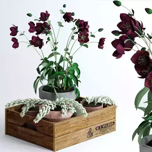 Hellebores and Burros tails in a box 3D model