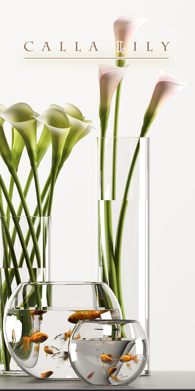 callalilly 3 calla lilies in glass vases 3D model_2