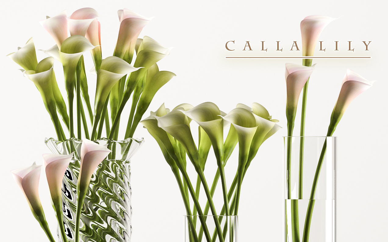 callalilly 3 calla lilies in glass vases 3D model_1