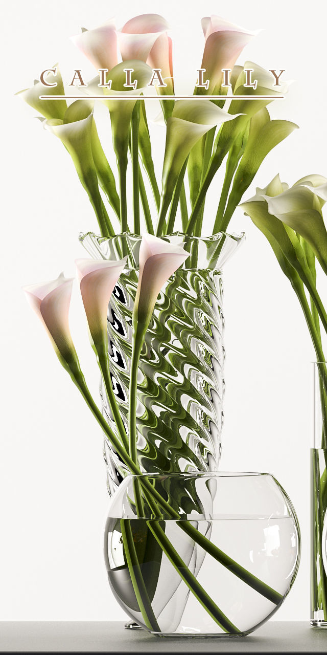 callalilly 3 calla lilies in glass vases 3D model_3