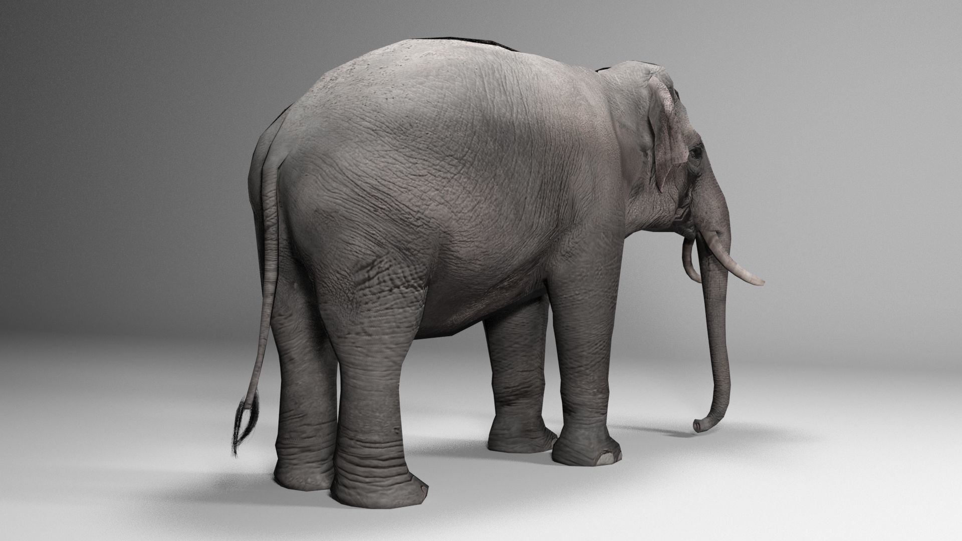 Asian Elephant Animated Low-poly 3D model_3