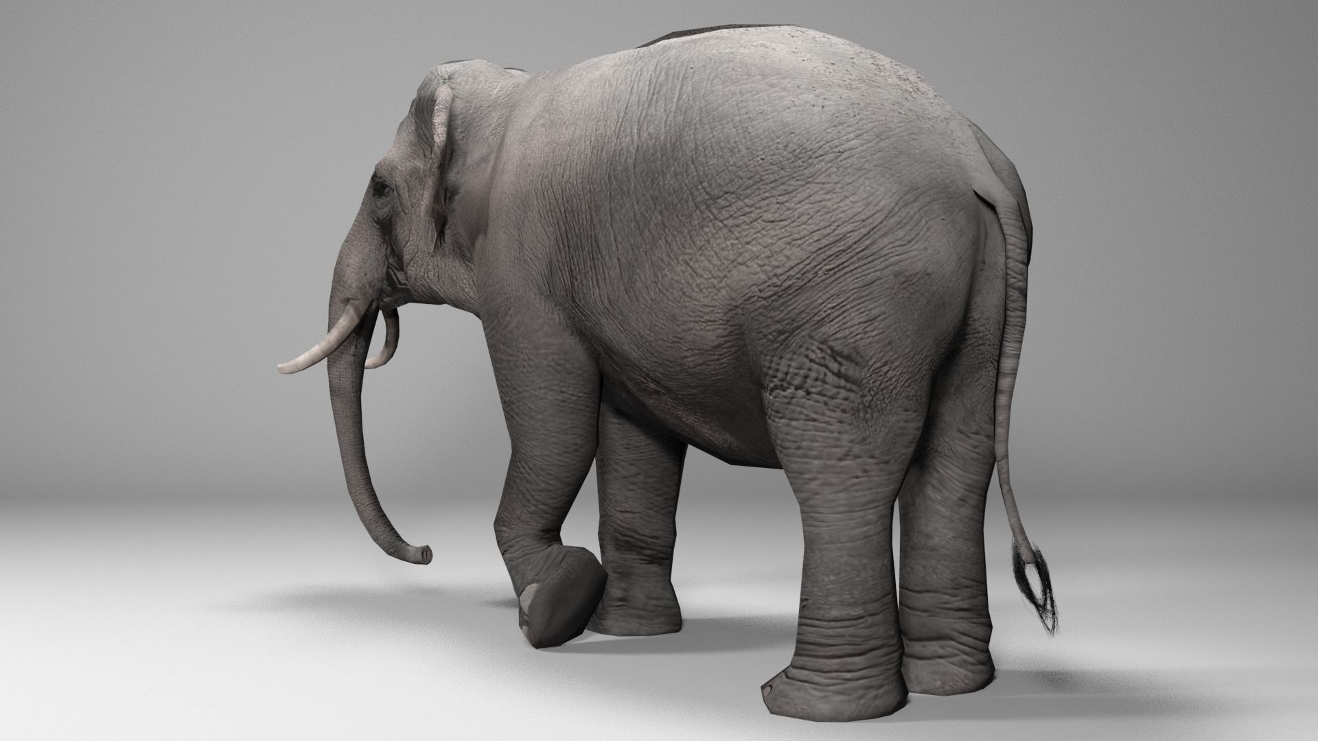Asian Elephant Animated Low-poly 3D model_6