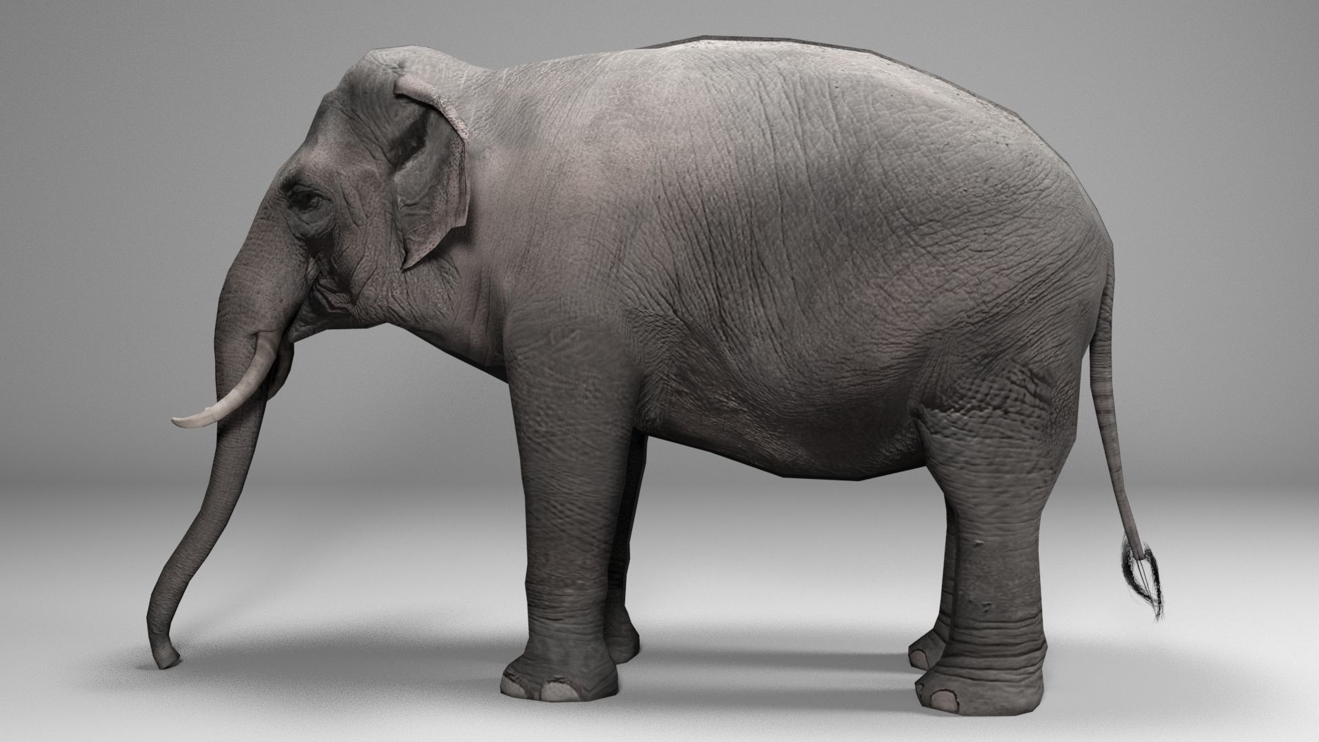 Asian Elephant Animated Low-poly 3D model_5