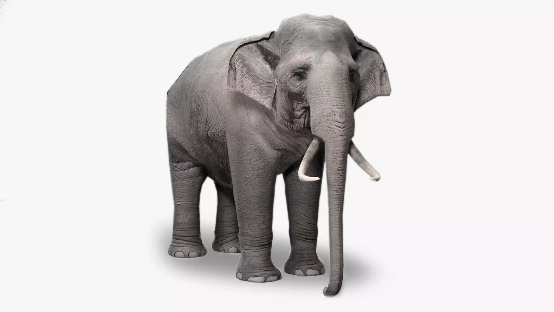 Asian Elephant Animated Low-poly 3D model_0