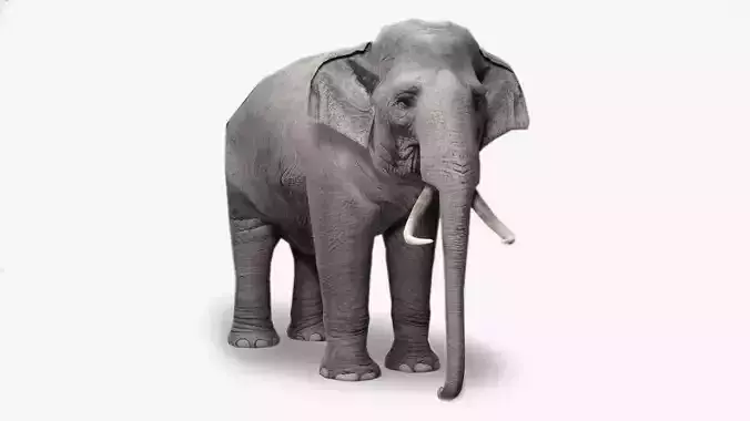 Asian Elephant Animated Low-poly 3D model