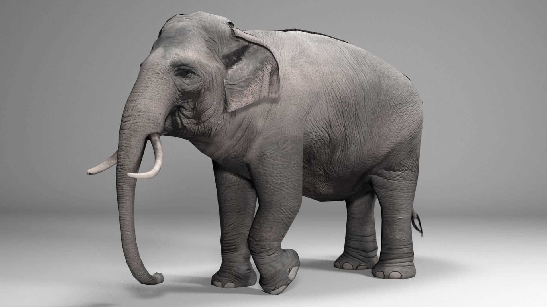 Asian Elephant Animated Low-poly 3D model_4
