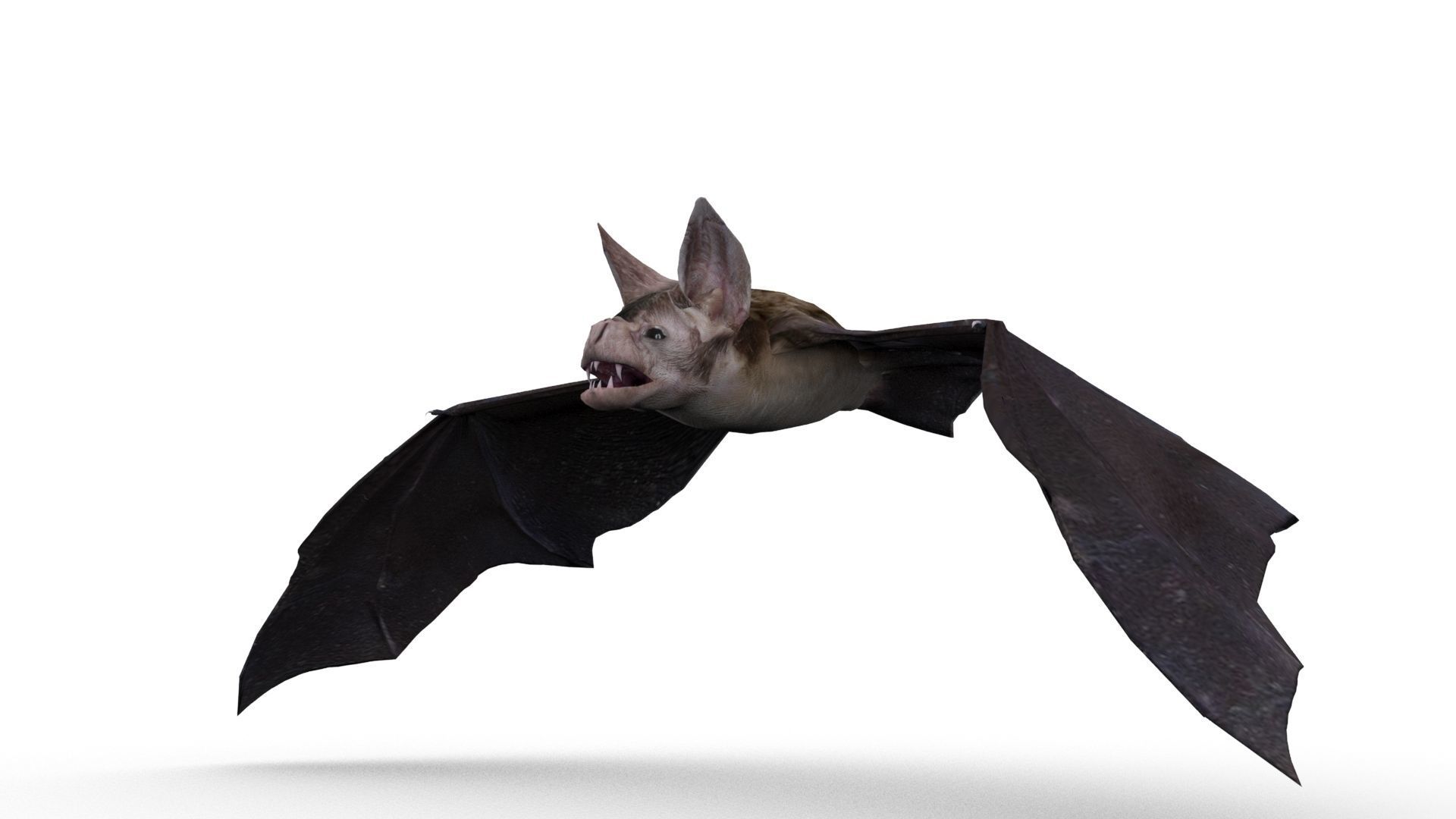 Vampire Bat Animated Low-poly 3D model_4