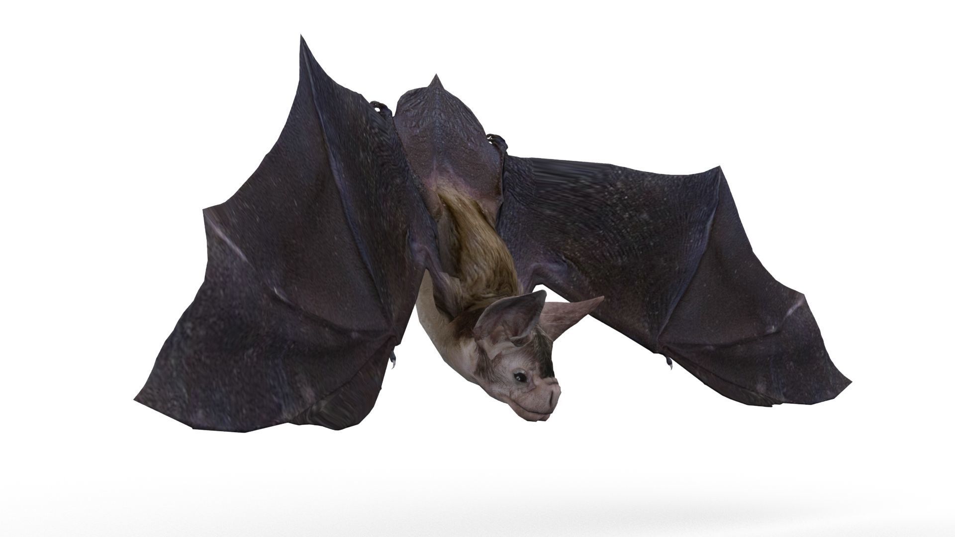 Vampire Bat Animated Low-poly 3D model_2