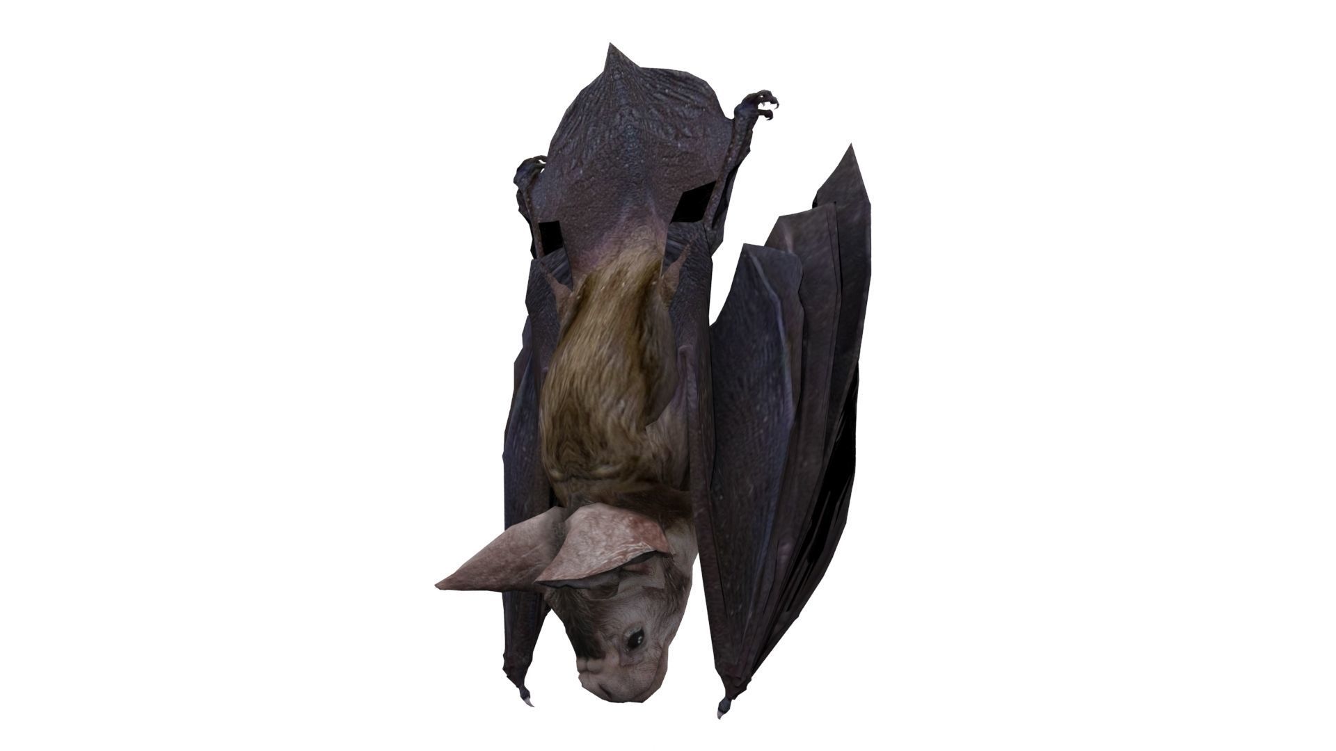 Vampire Bat Animated Low-poly 3D model_3