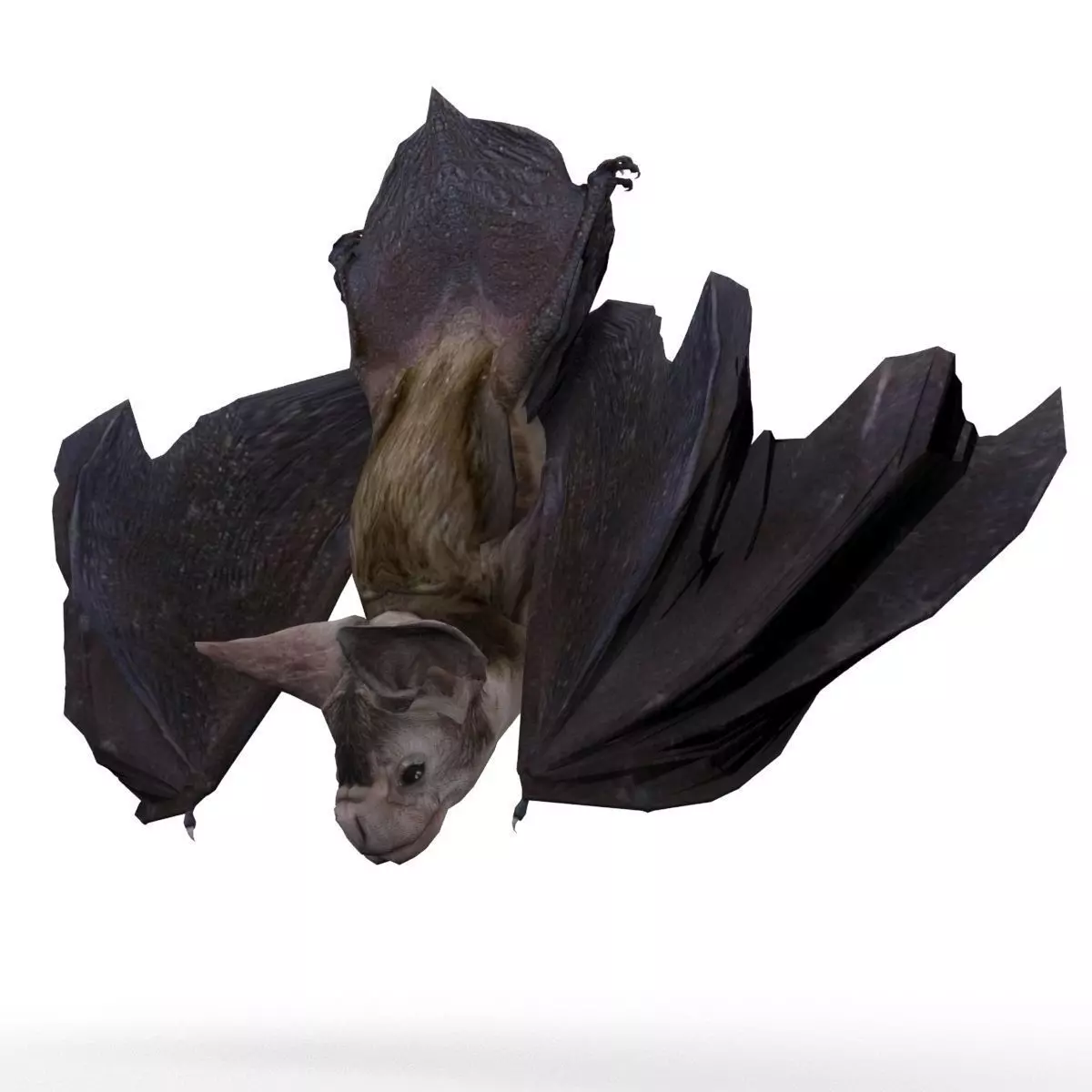 Vampire Bat Animated Low-poly 3D model_0