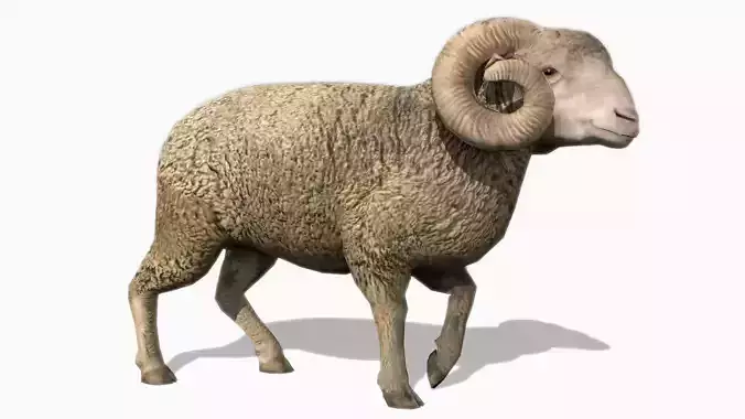 Ram Animated Low-poly 3D model