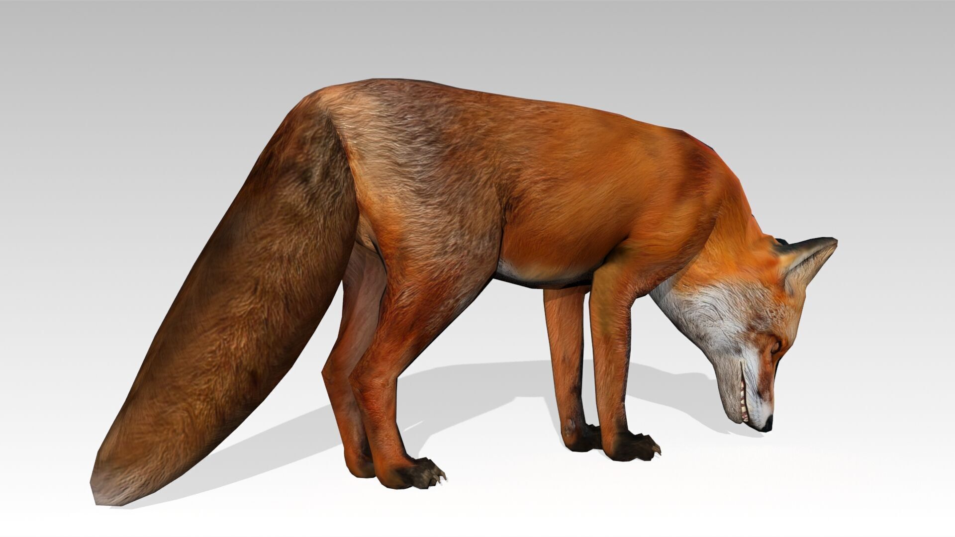 Red Fox Animated Low-poly 3D model_22