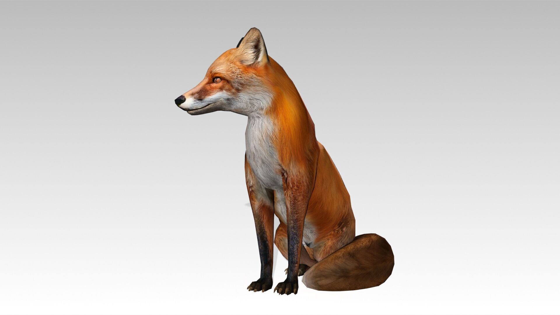 Red Fox Animated Low-poly 3D model_13