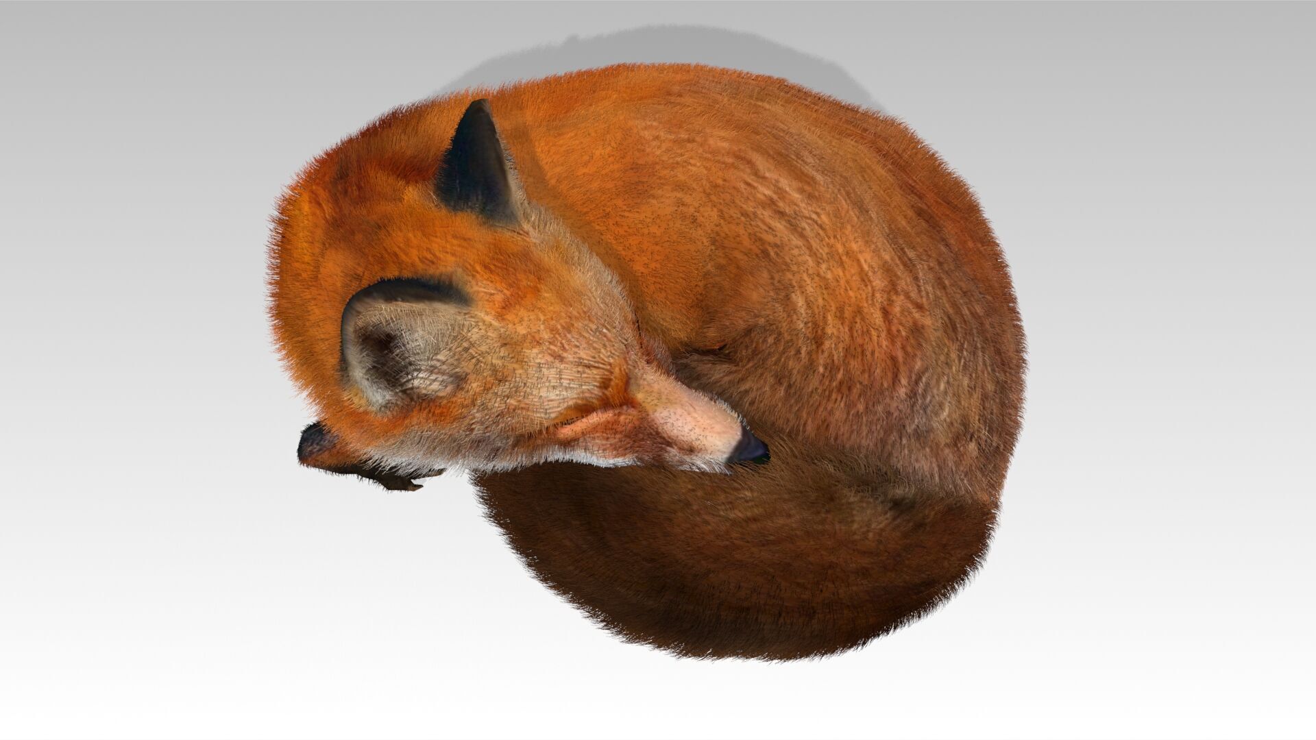 Red Fox Animated Low-poly 3D model_7