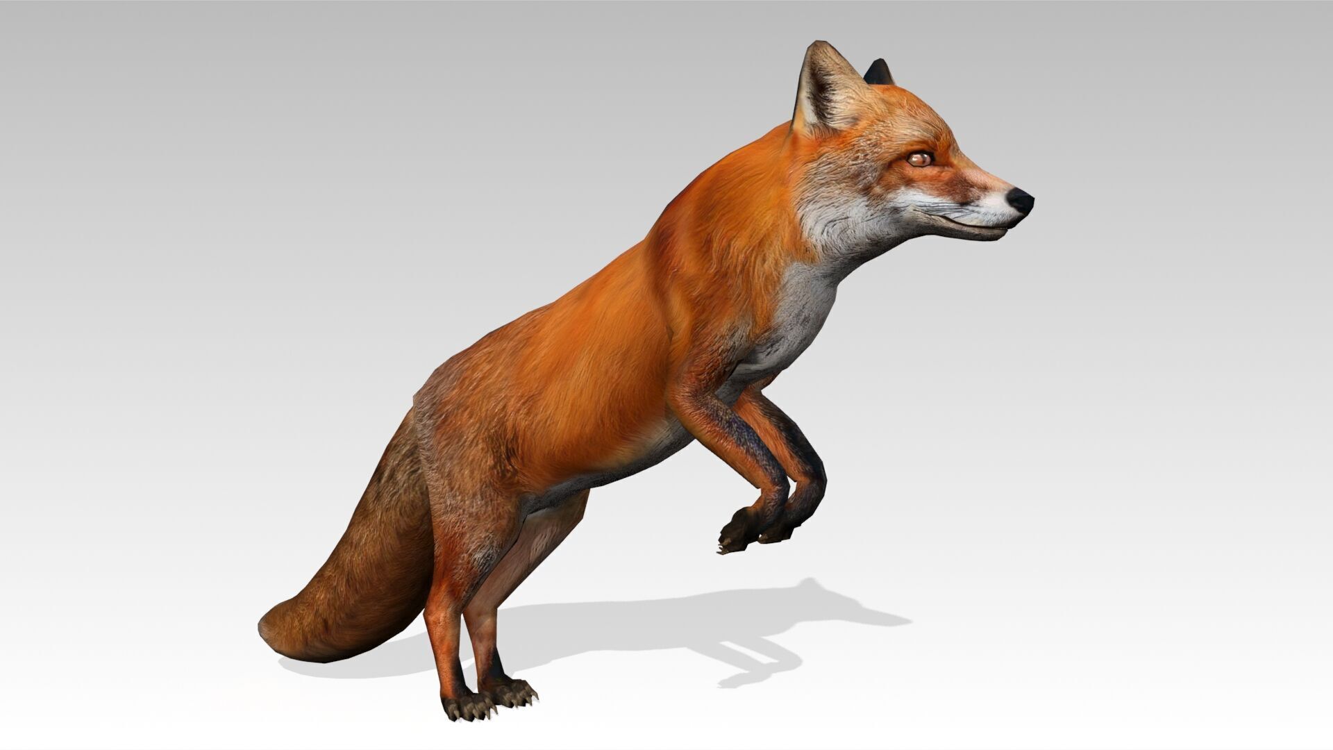 Red Fox Animated Low-poly 3D model_18