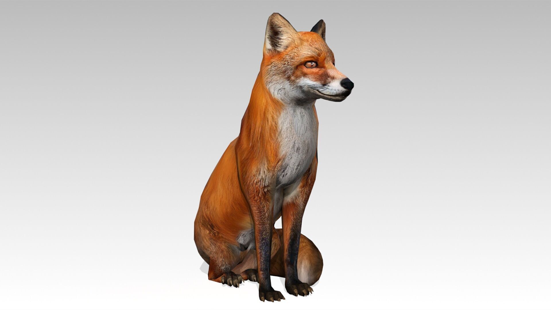 Red Fox Animated Low-poly 3D model_19